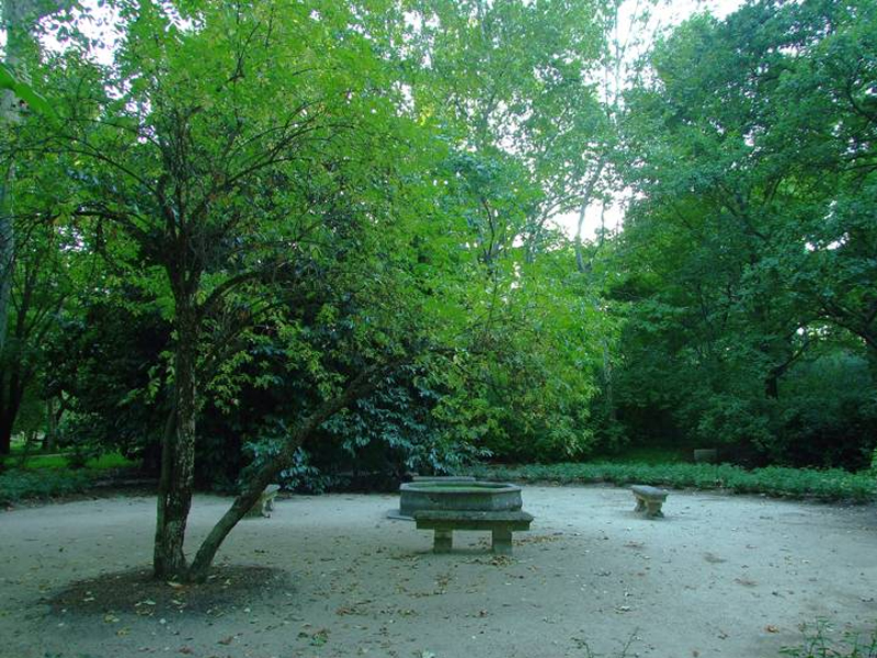 Plaza de platanos